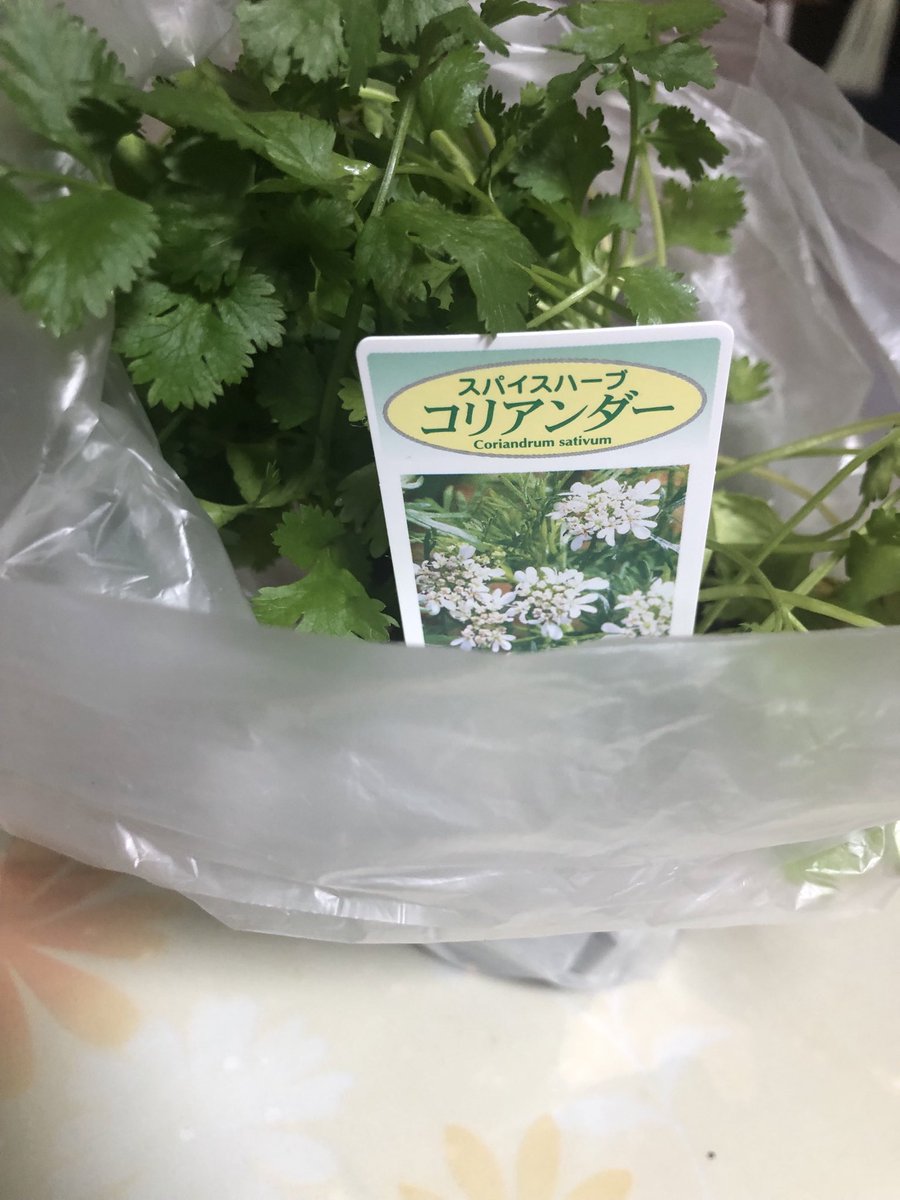 パクチーページ パクチー食べたいからパクチー買ってきて、家にあったものも使って汁