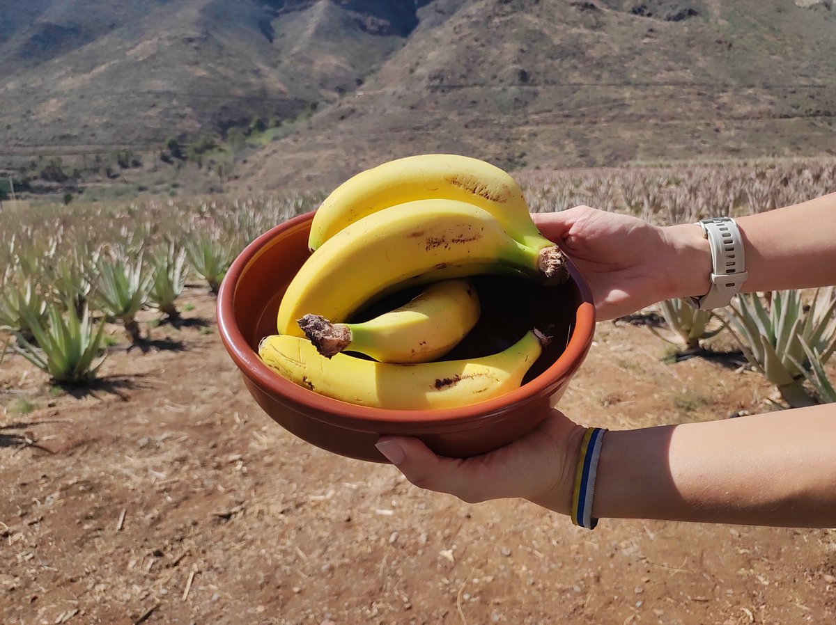 Pocas cosas saben tanto a Canarias como los plátanos de #CostaCaleta 🍌

En cada pausa del #GCWF2025, su sabor nos conecta con la tierra y con una de las esencias más dulces de nuestra isla 🌄

#GCNaturalandActive #GranCanaria #MuchoPorVivir | #PlátanoDeCanarias