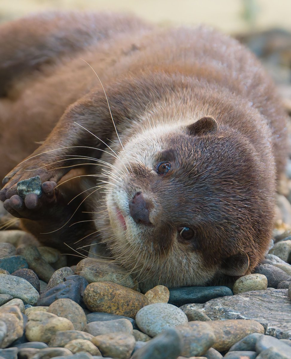 ユニークタイ 1 オットセイ アザラシとアシカの違いって知ってる？耳や泳ぎ, image size:973x1200