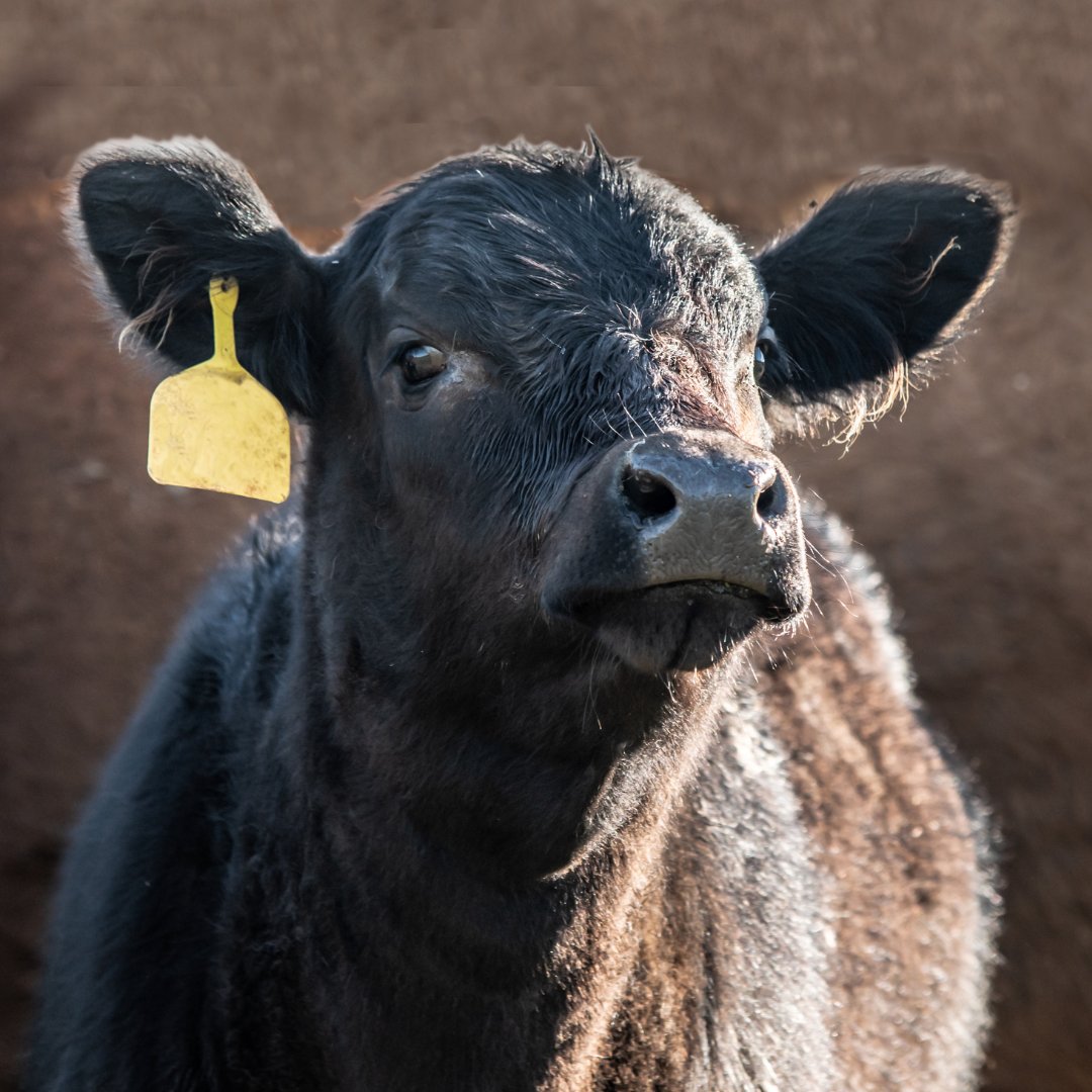Desde hace siglos, los ganaderos observan al toro desde becerro: cómo embiste, cómo reacciona, cómo se entrega.
Cada gesto revela algo de su bravura, y solo los mejores conservan esa herencia.
#Bravura #Tradición