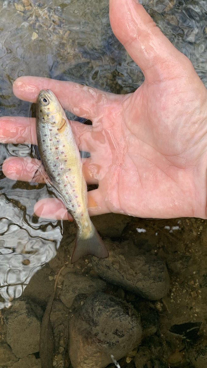 ichthyological survey on a beautiful wild breeding stream