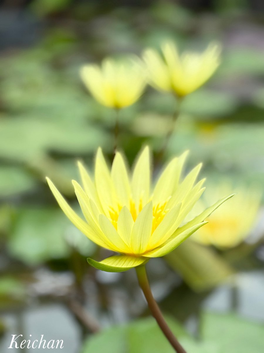 ケイチャンページ けいちゃん on X