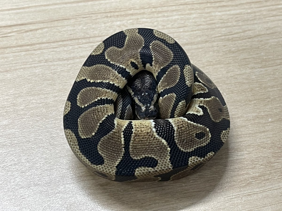 買取KING-staff on X