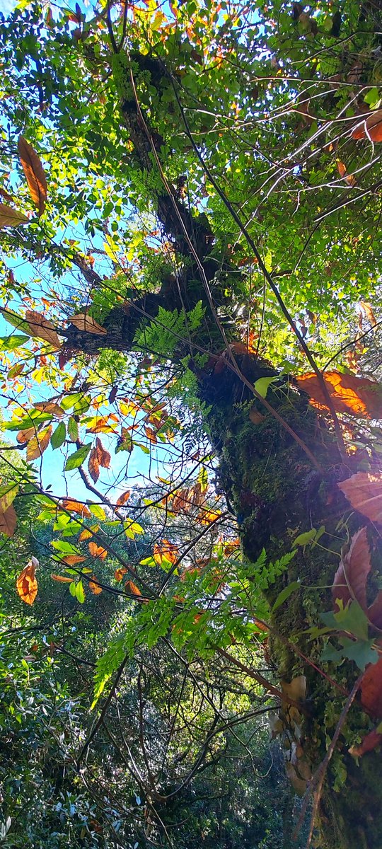 Kastanienzweig's tweet photo. Atumn 🍁🌳💚
#treesound #treepeople #treespirit #tree #oldtree https://t.co/D0cGx4QUy4