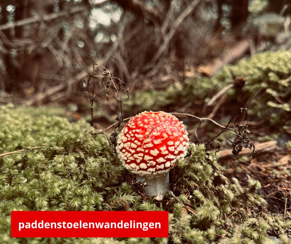 Het is paddenstoelentijd! 🍄

In de herfst kun je volop wilde paddenstoelensoorten spotten tijdens je natuurwandeling. Laat je inspireren door deze vijf paddenstoelenwandelingen in uiteenlopende bossen in Nederland.  
wandel.nl/routes/vijf-mo…