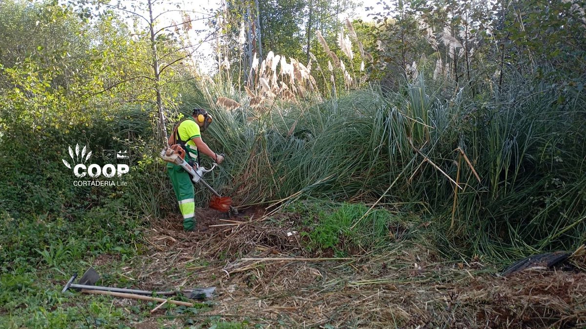 stopcortaderia's tweet image. 🌿 ¡Las brigadas COOP siguen al pie del cañón en la ZEC Río Miera! 💪
Trabajamos en Pámanes (Liérganes), retirando los ejemplares de #Cortaderia de esta ZEC.
¡Avanzamos en la recuperación de los ecosistemas y en la mejora del hábitat de este espacio natural!
#LIFEprogramme