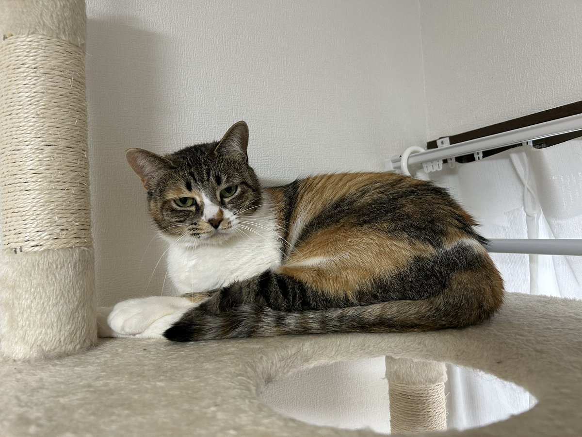 ハネル🌟【アナタシア】 (@antsa_haneru) / Posts / X