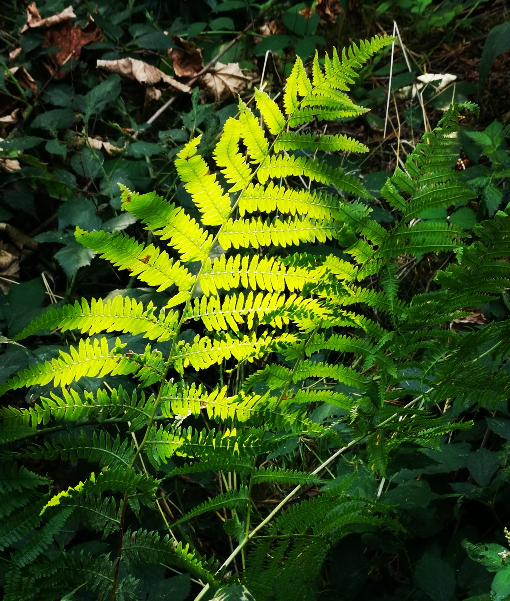 An amazing sermon for Bible Sunday yesterday, read the Bible regularly, read it with others, read it out loud. A good way to start the week, open your Bible &amp; just begin to read. Let the light of God's word shine on everything you do, say, think, feel today.