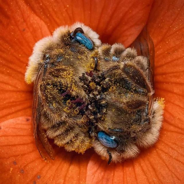 Бджоли сплять по 5–8 годин на день і часто засинають прямо у квітах.

Фотограф Joe Neely