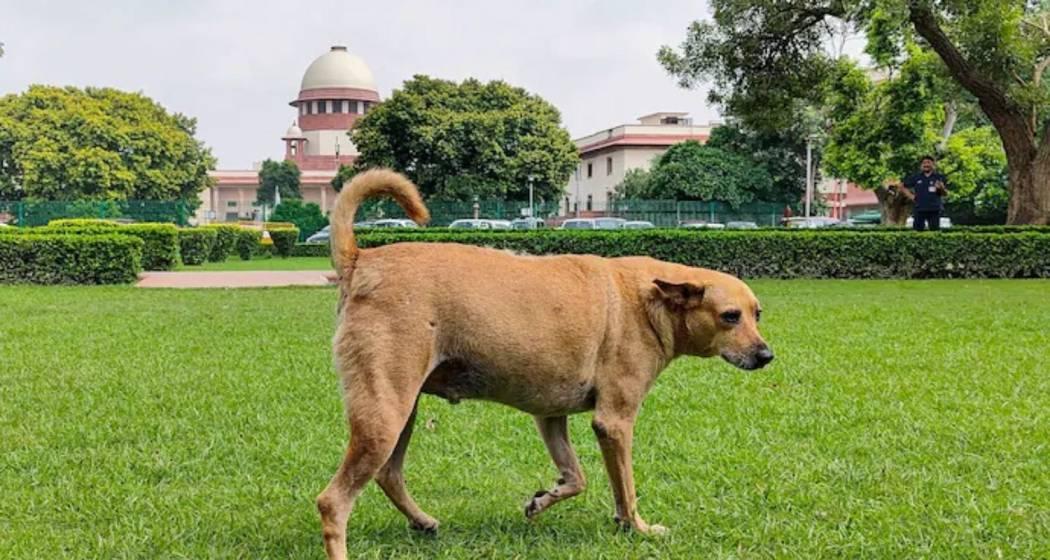 NewsAlgebraIND's tweet image. HUGE BREAKING 🚨 Angry Supreme Court summons Chief Secretaries of States/UTs on stray dogs case.

JUDGE ⚡ : Multiple stray dog attacks had been reported since our order. Don&apos;t you read Newspaper? 😳

&quot;Country is being portrayed in a bad light internationally. Two months…