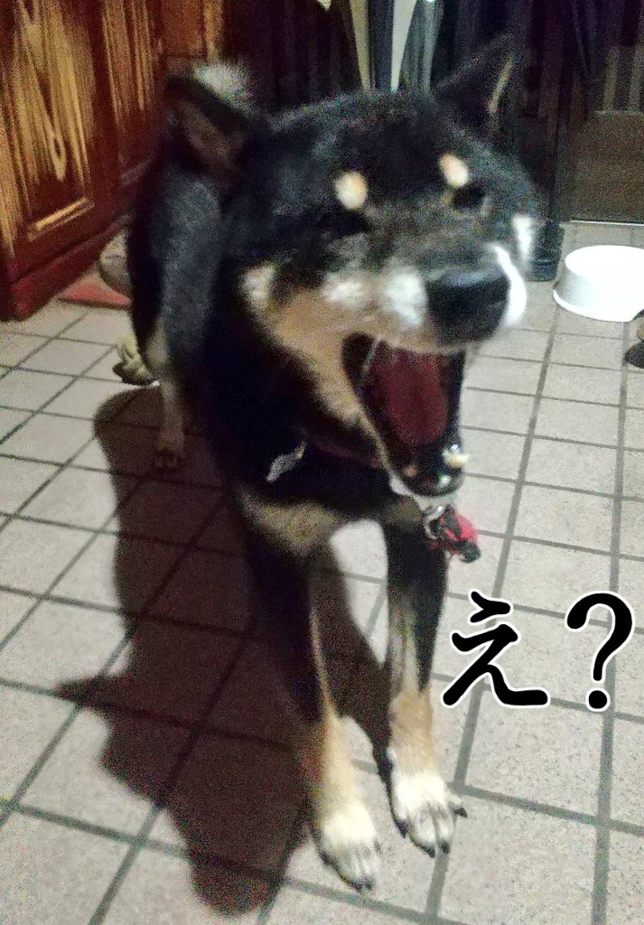 黒柴クロ🐶with亀三兄弟🐢🐢🐢 on X