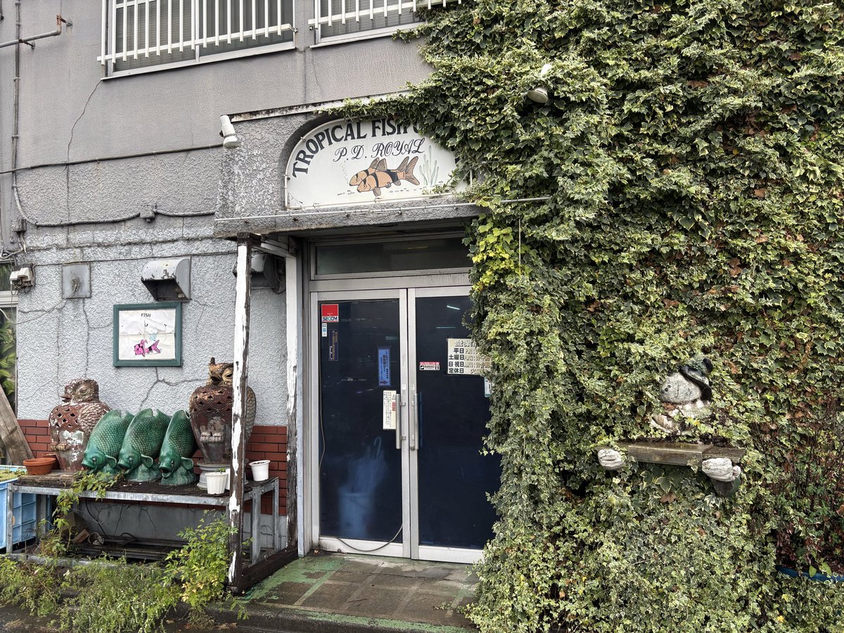 11月30日で幕を下ろす愛するPD熱帯魚センターの役に少しでも立てないか考え…

昨日PDに行き色々話して決めました！

同日に開催されるアクアリウムバスに出店してPD熱帯魚センターの閉店セールをやる事になりました！

29日時点で残ってる在庫の一部をアクアリウムバスに持って行きます！
↓↓