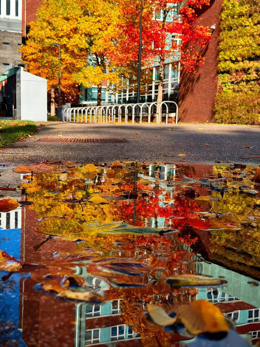 jjmmli's tweet image. QP or share your #ReflectionTime.

A meaningful reflection isn't about the view, but the viewer. It's a gift of stillness that lets us pause and check in with the quieter self, away from the noise. 🍁
