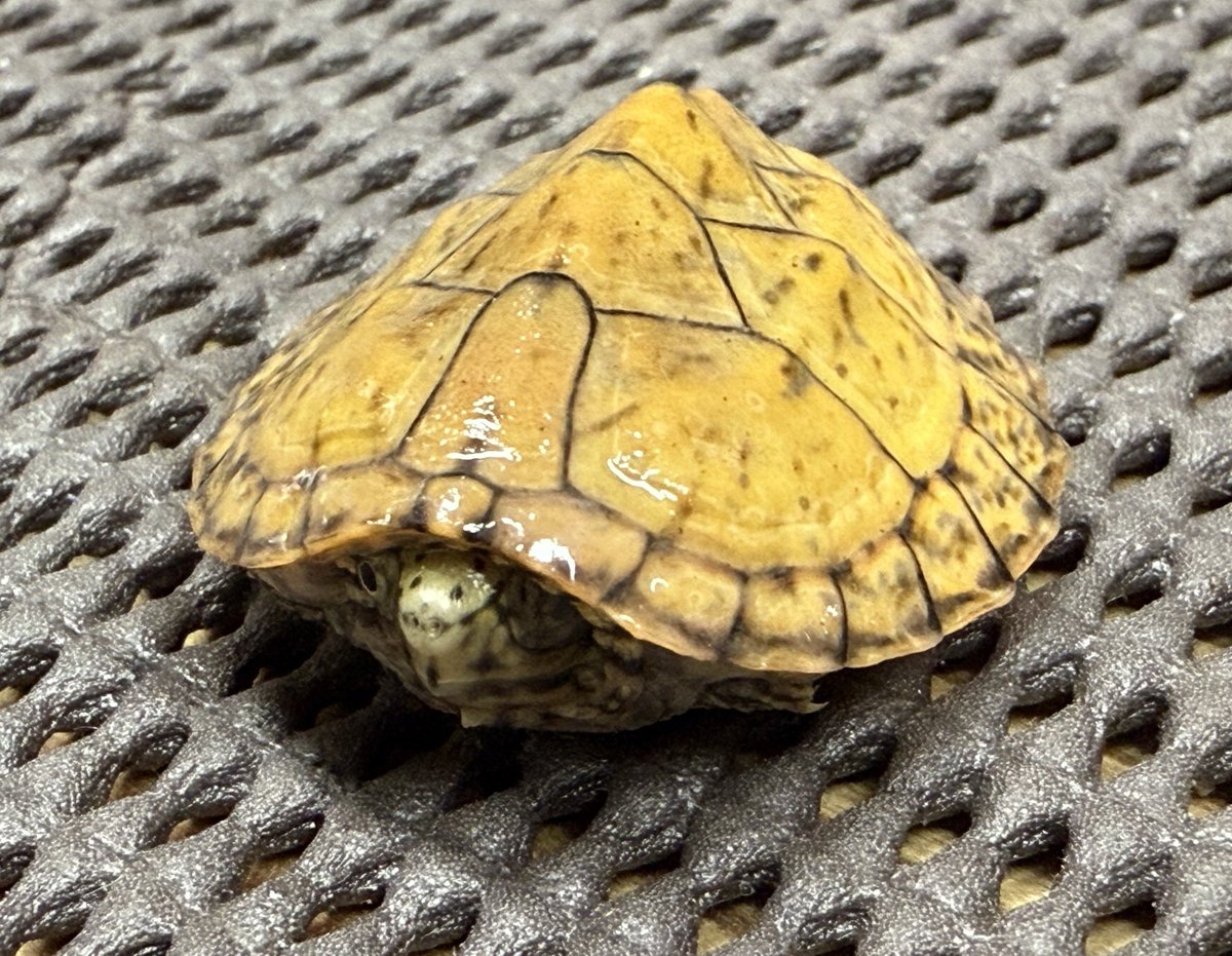 爬虫類専門店ファインレプタイルズ on X