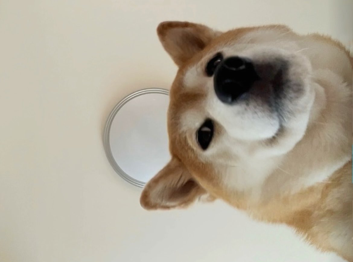 熱が下がったこと、たぶん犬にバレてる