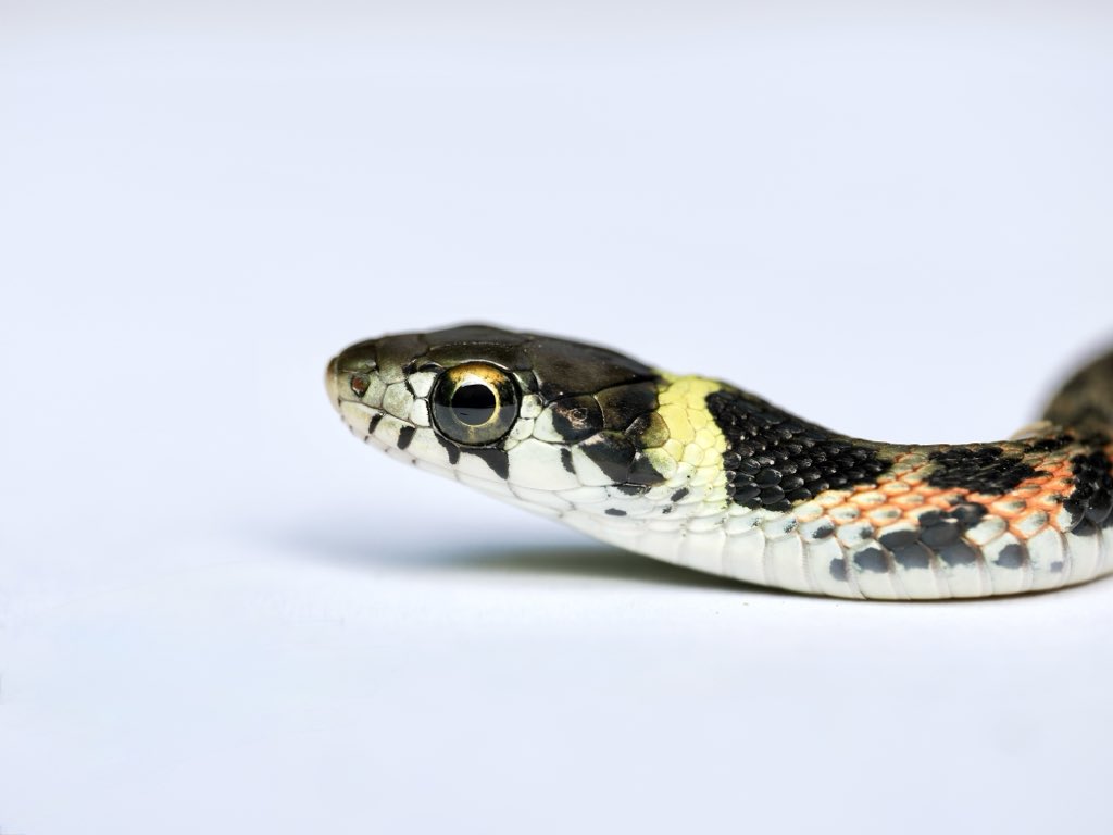 お顔ドアップ愛好家
爬虫類の目っていいよね