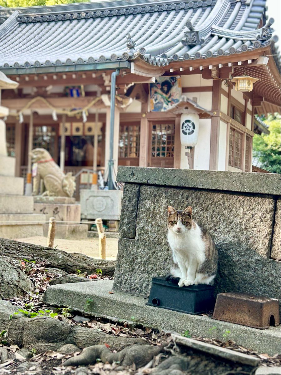 箱入り猫 鉛筆画 オバケーヌ ネコ族といっしょ 鉛筆キャップ - CRUXTORE