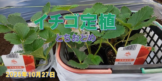 BIGSTONE農園 ヒロ ／ Hiro（hh1325dd） on X