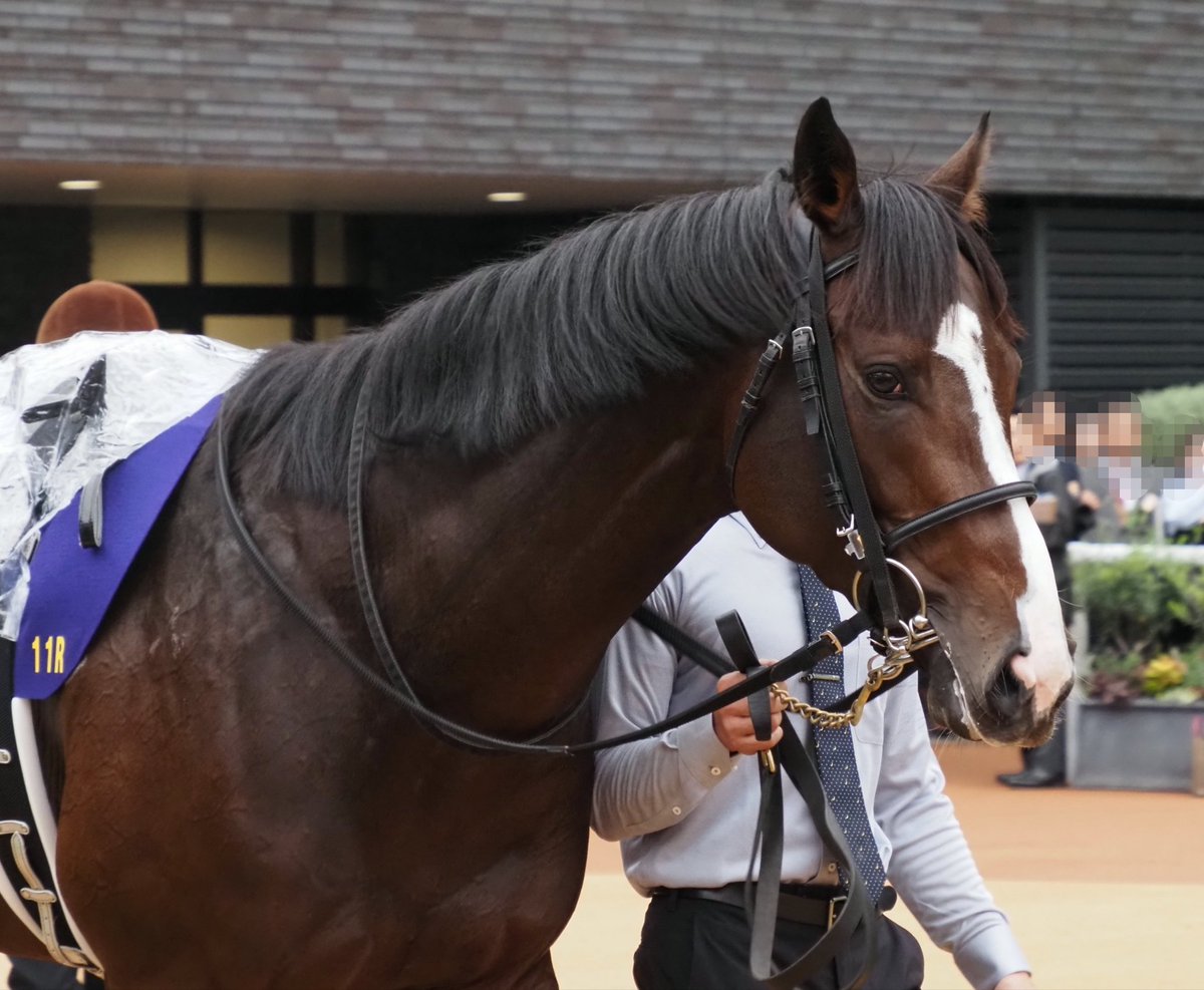 ［新品］馬と踊ろう Dancing with Horses 新品］馬と踊ろう Dancing with Horses 馬と踊ろう