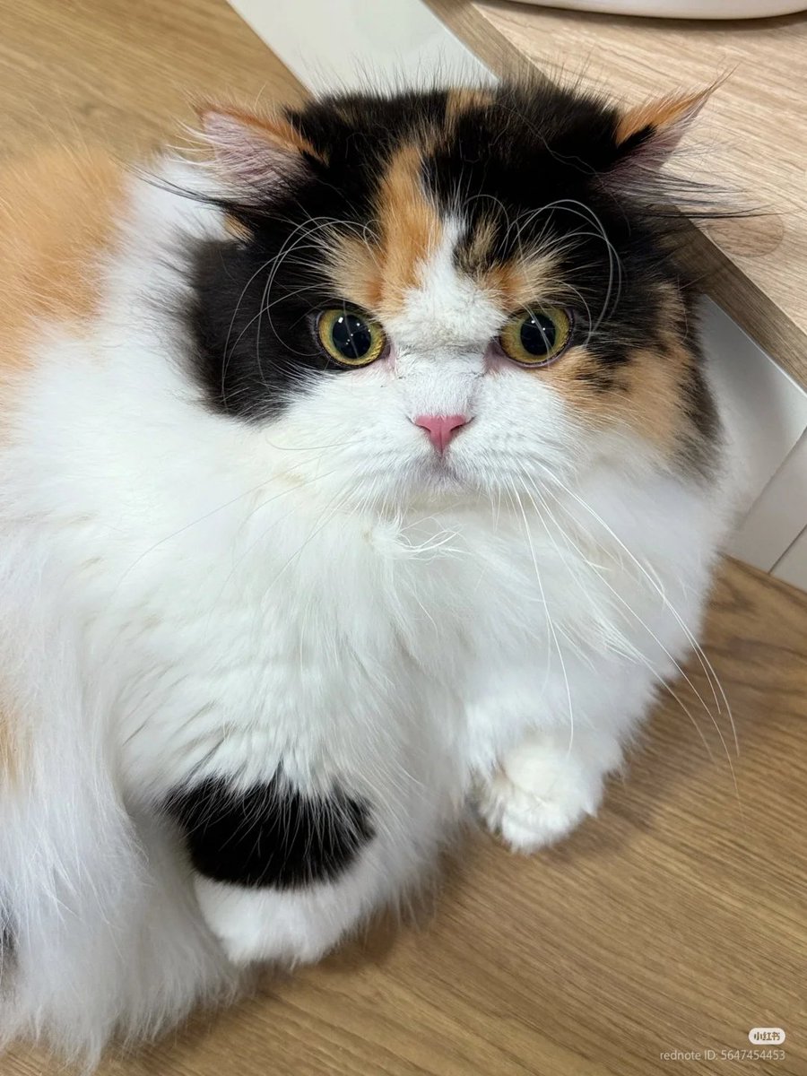 nocontextscats's tweet image. 😳