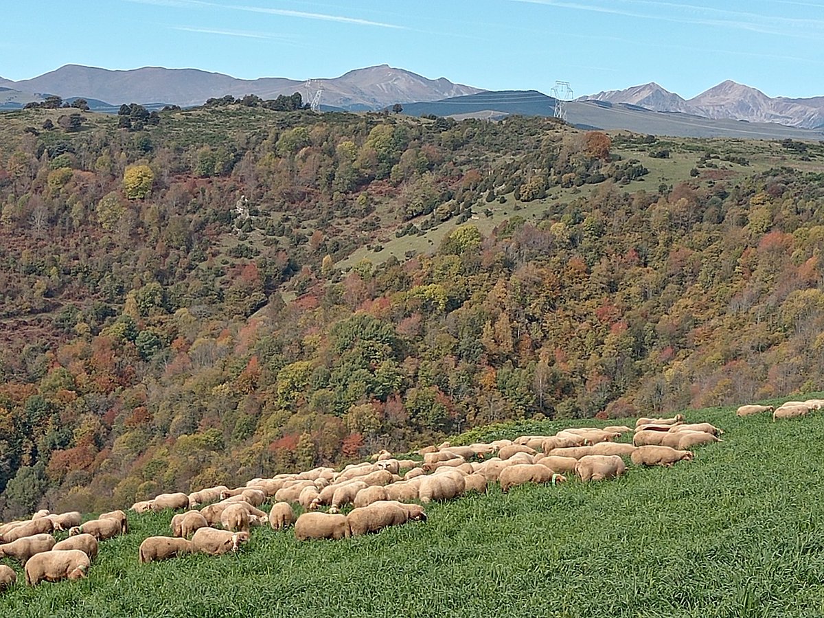 xaiecologic's tweet photo. Som les terres altes.
#Talaiant
#HistòriesDeMuntanya
#HistòriesDunRamat https://t.co/GIYX4VjKcr