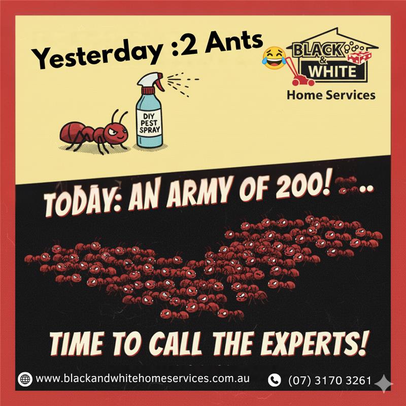 BlackndWhiteHS's tweet image. When your DIY pest spray ‘kills’ 2 ants but an army of 200 shows up the next day… 🐜😂 Time to call the experts!

🌐 Visit our website   
 blackandwhitehomeservices.com.au/pest-control-s…

#FunnyButTrue #AntProblems #PestControlExperts #HomeServicesAustralia #SafeHome  #BlackAndWhiteHomeServices