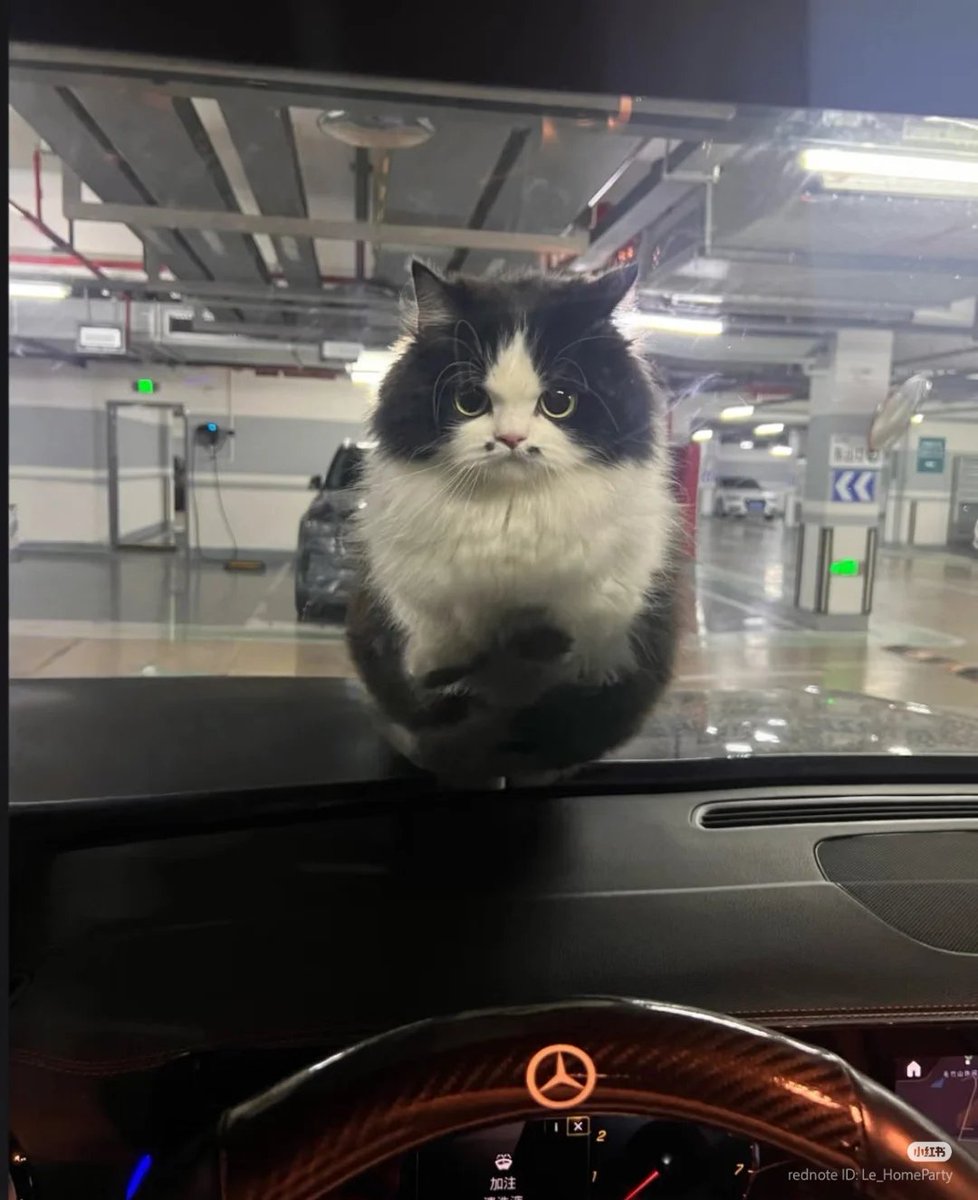 nocontextscats's tweet image. would u open your door for him?
