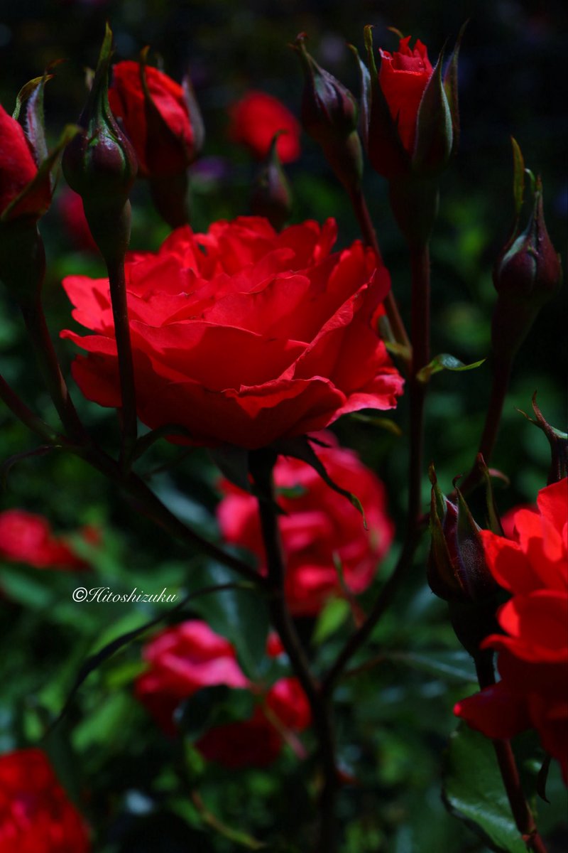 🏝Hitoshizuku🏖 on X