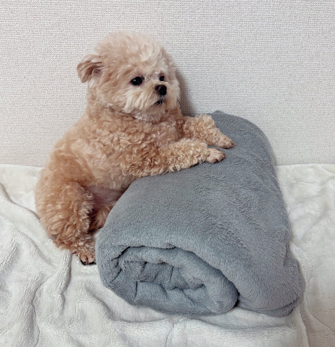 ニュースをわからないけど真剣にみてる🧸

#ポメプー