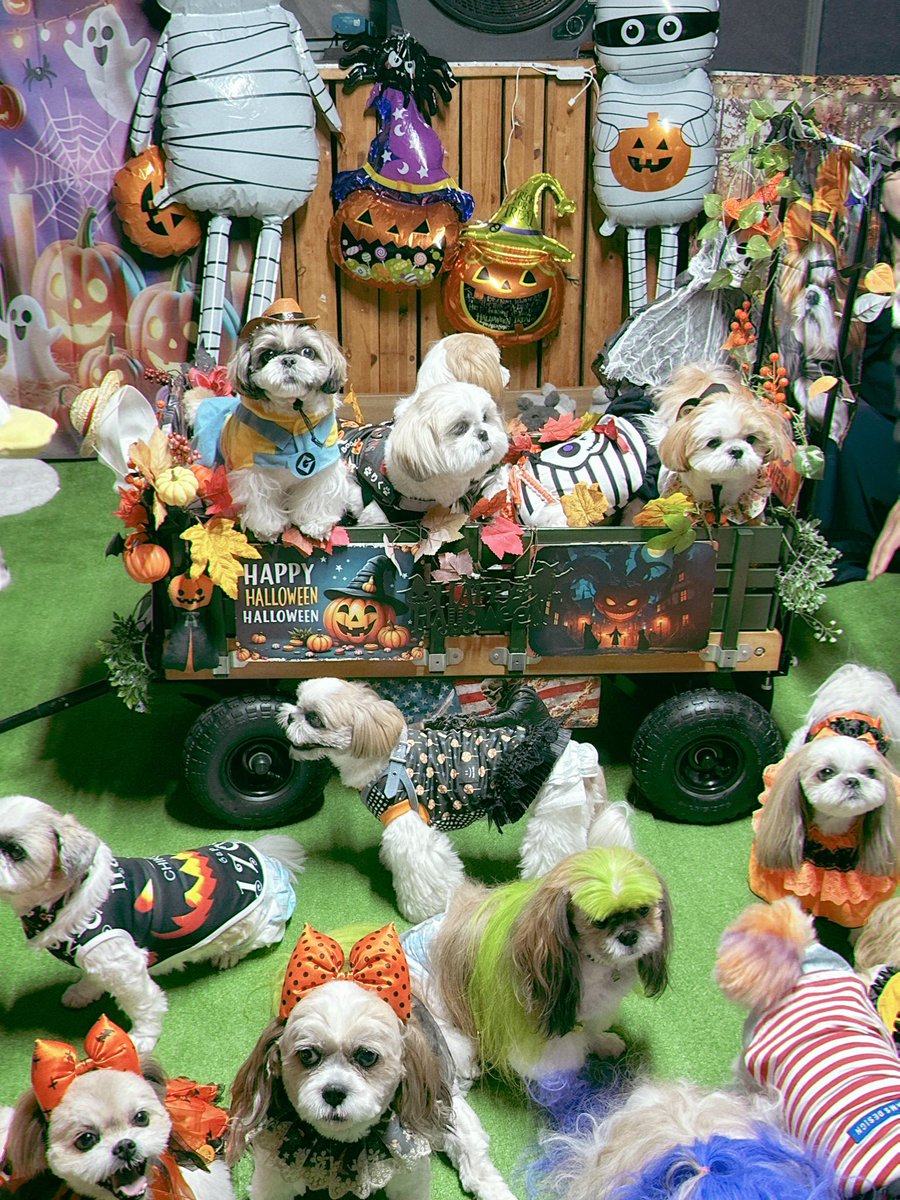 シーズーハロウィンパーティ🎃
ロンがどこにいるか分かるかな❓

#シーズー #shihtzu 
#Halloween2025 
⚠️チコ号はお店の許可を取って
ドッグランに搬入しています