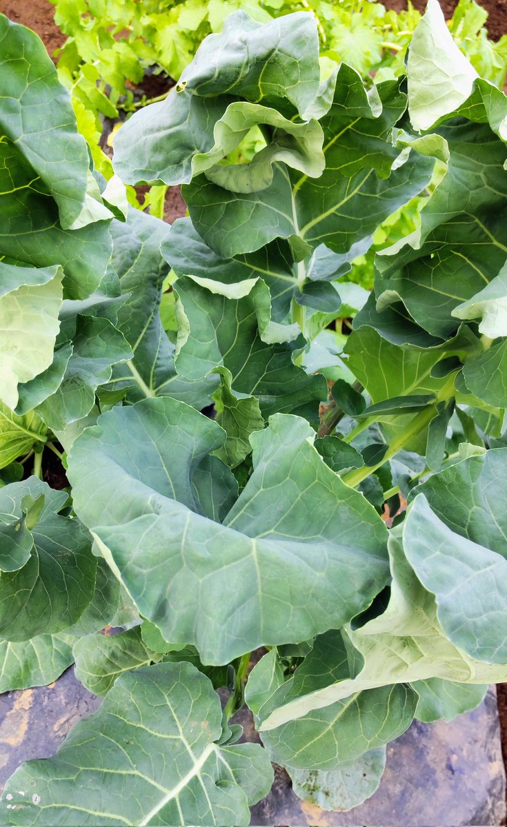 ♡Kaorinさま専用ページ♡ ベビー用 キッズ用 コットカバー フジキ 60×135センチ – 枕と