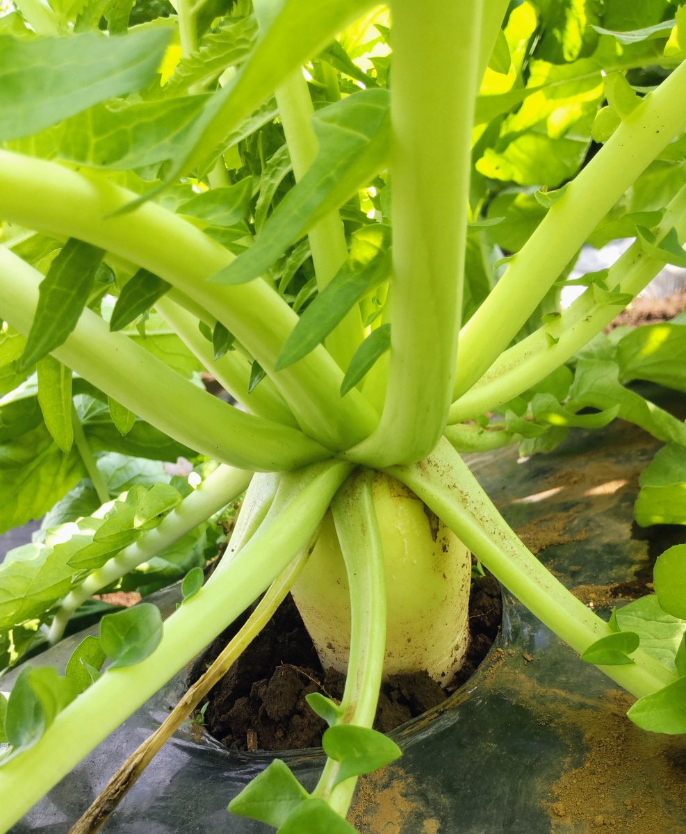 kaorin＊＊ (@kaoriof) / Posts / X