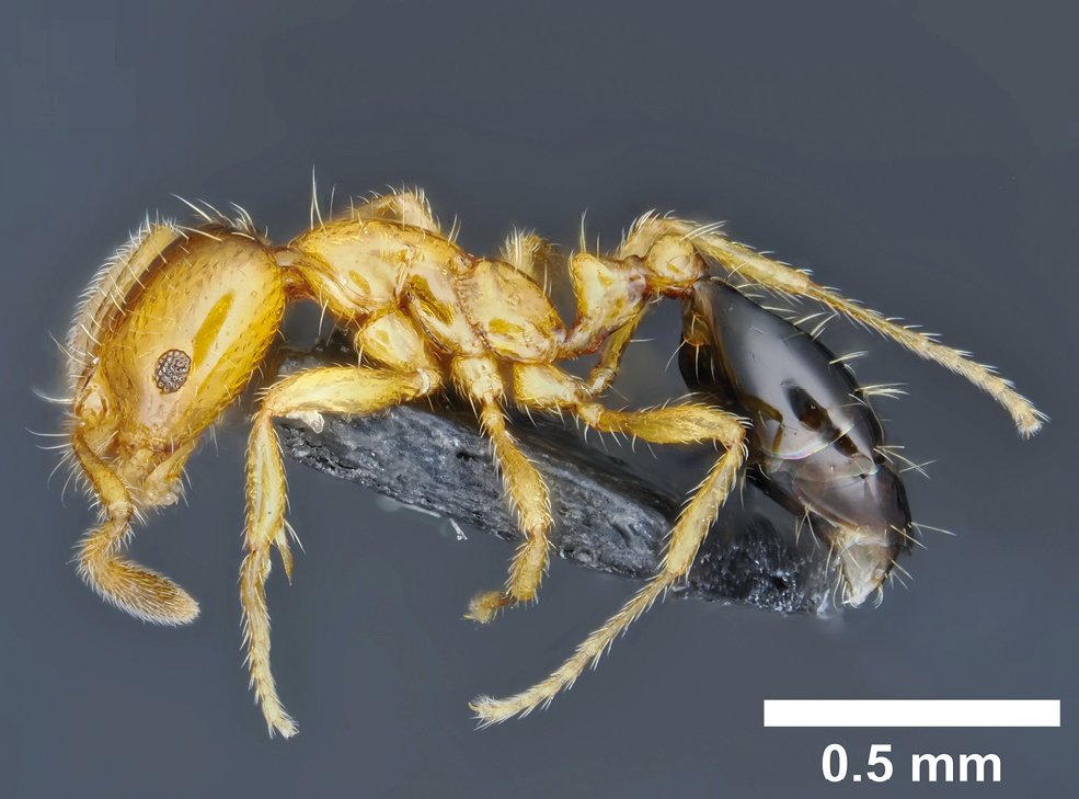 🐜🇯🇵 Description of a new species in the ant genus Monomorium from southern Japan: doi.org/10.3897/zookey…

#taxonomy #newspecies #ants <a href="/UTokyo_News_en/">UTokyo | 東京大学</a> <a href="/NagoyaUniv/">Nagoya University</a>