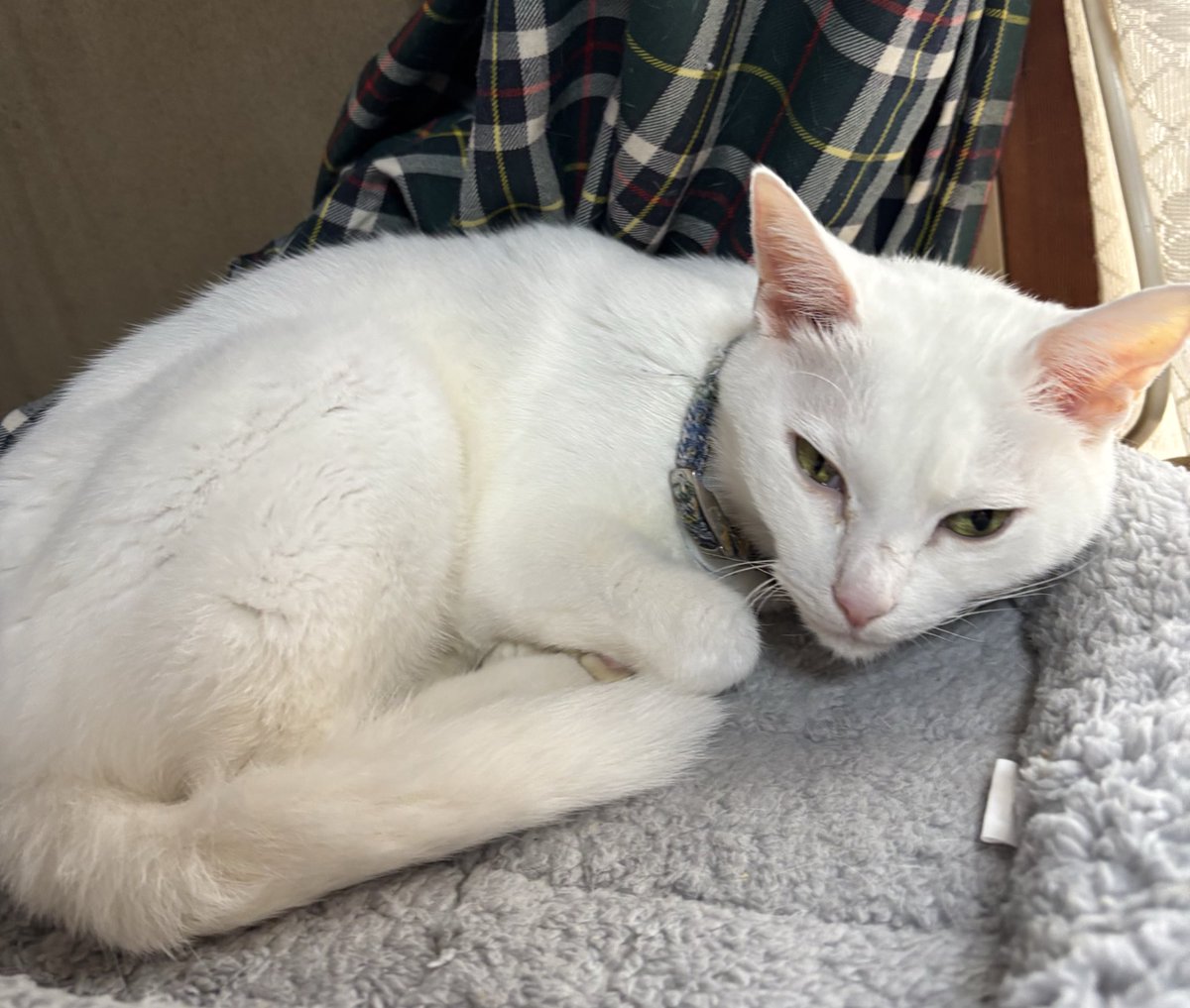 きじとら様 Amazon | フジミ模型 チビマルゴジラシリーズNo.401