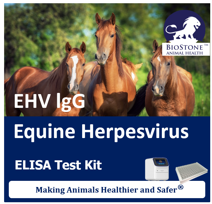 biostoneah's tweet photo. Equine herpesviruses are highly contagious and can cause a range of clinical symptoms, including respiratory disease, abortion, neonatal death, and neurologic disorders in horses. The AsurDx™ EHV Antibody Test Kit is designed for the detection of IgG antibodies against EHV in equine serum and plasma samples.
#BioStone #AnimalHealth #Equine #herpesvirus

BioStone Animal Health LLC.
For more information, visit our website: https:/www.biostoneah.com

Our AsurDx™ ELISA and PCR reagents are simple, fast, sensitive, and cost-effective, making animals healthier and safer.🌍🐄🐖