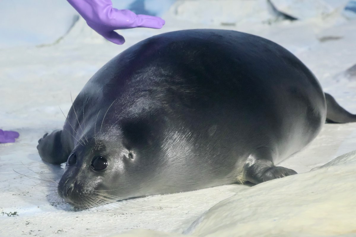 🦭雑魚（ナナマル）🦭🦭🦭💨 (@0727nanamaru) / Posts / X