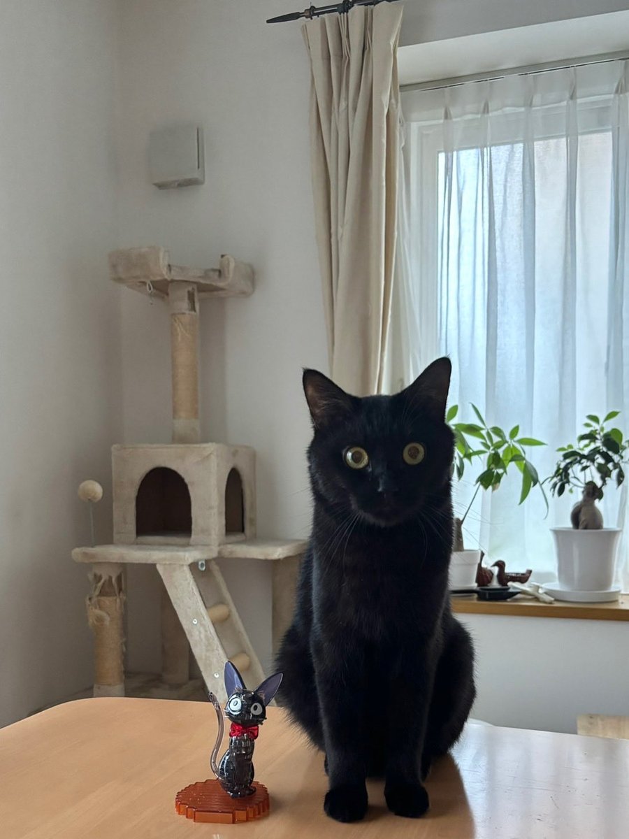 #全英黒猫の日