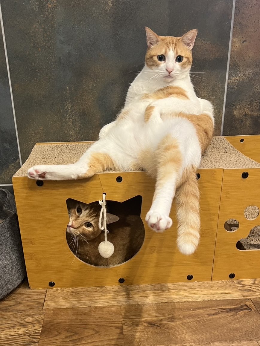 ぽーの呟き…ときどきテト (@kk26647297) / Posts / X