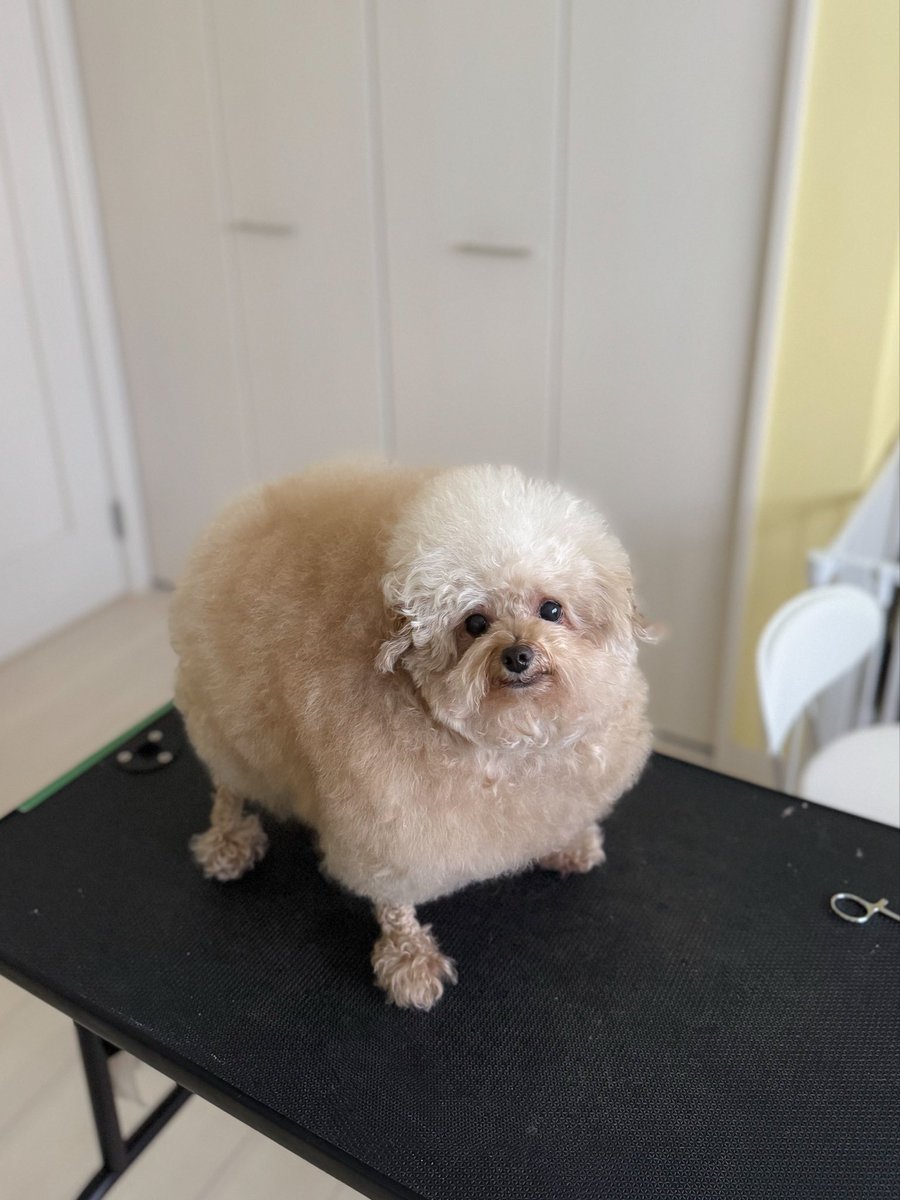 __mohu_c's tweet image. すごくニコニコだけど今からシャンプーだよ
の時の写真