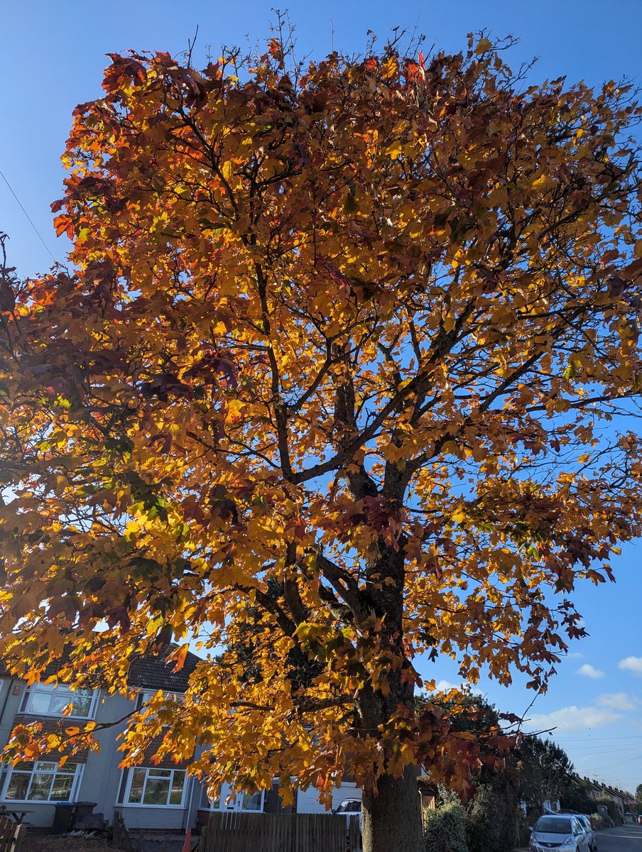 For Orangetober and <a href="/Stroopwaffle/">Jenny Rowbory</a>