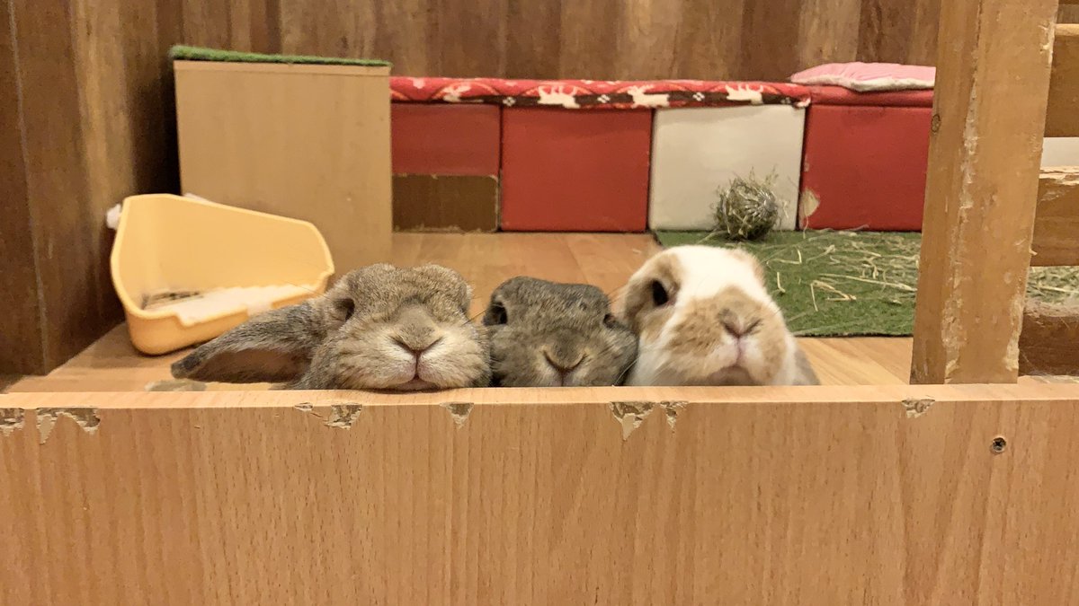 うさぎカフェ もふれる tweet media
