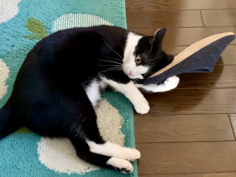 かつおページ SP-1063 Navy | 国産ハンドメイド スニーカー スピングル