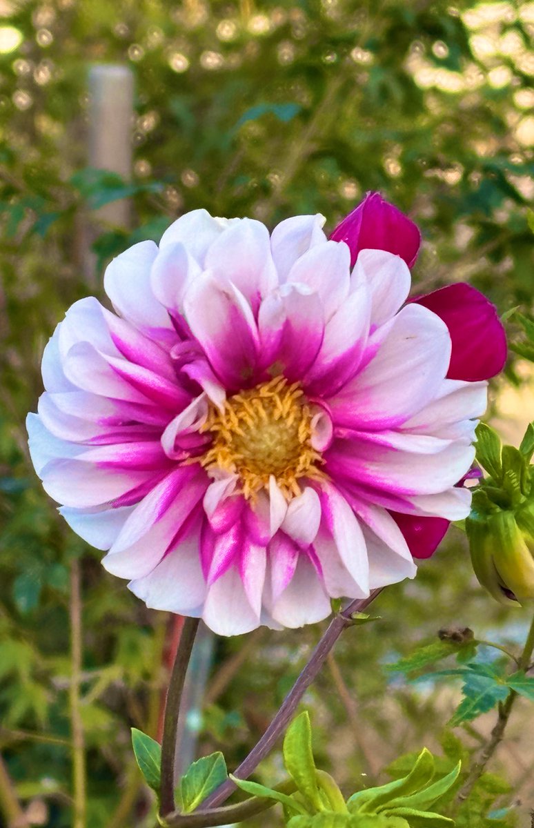 リサ＠淋し過ぎて帰ってきました👼 on X