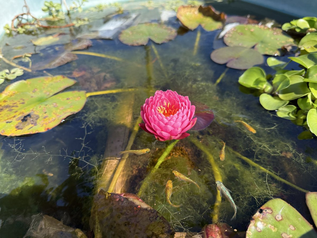 りこ様発注分メダカビオトープ♫茶色 りこ様発注分メダカビオトープ