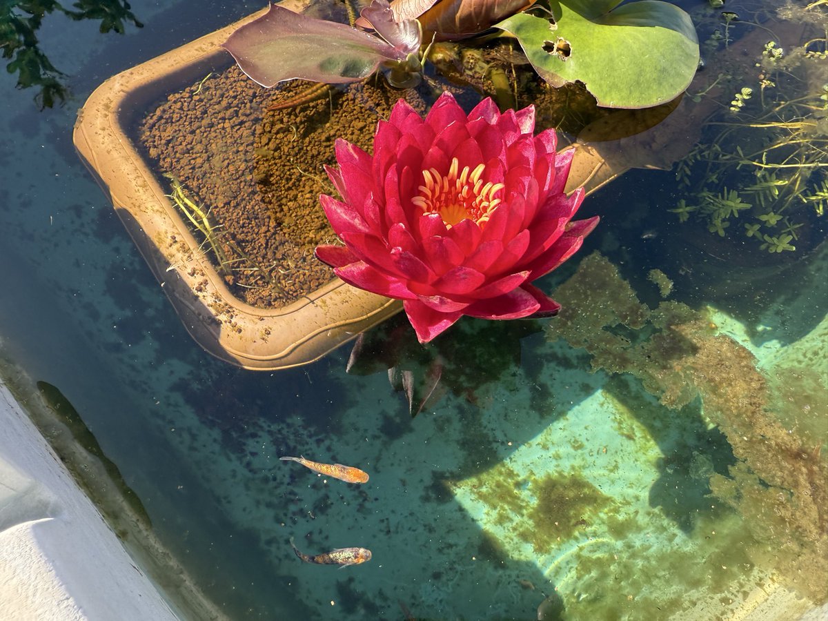 りこ様発注分メダカビオトープ♫茶色 りこ様発注分メダカビオトープ