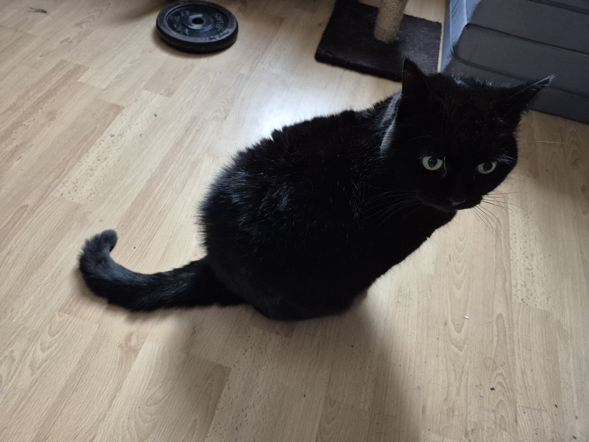 It is the #InternationalBlackCatDay