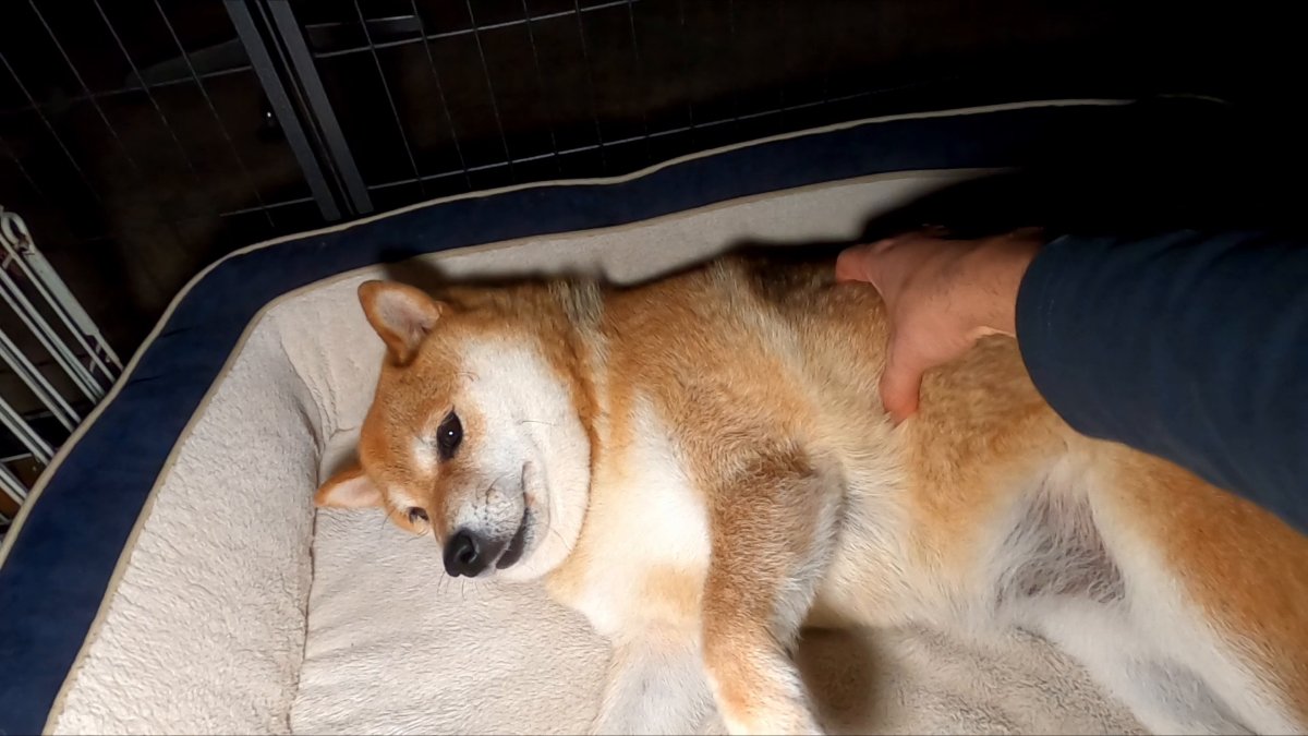 柴犬♡盛り沢山パフェ マヨネ on X