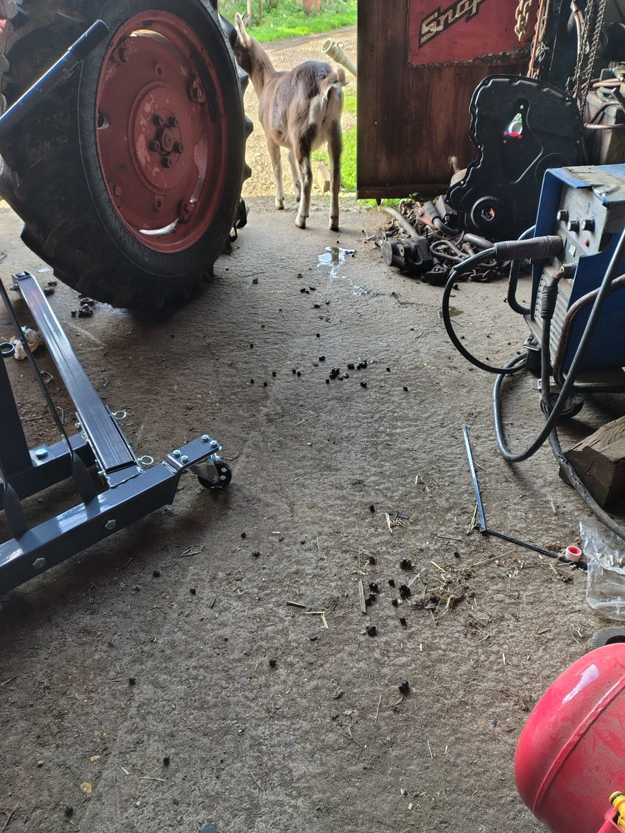 I like having a workshop goat.
But sometimes the amount of faeces make it not worth it.