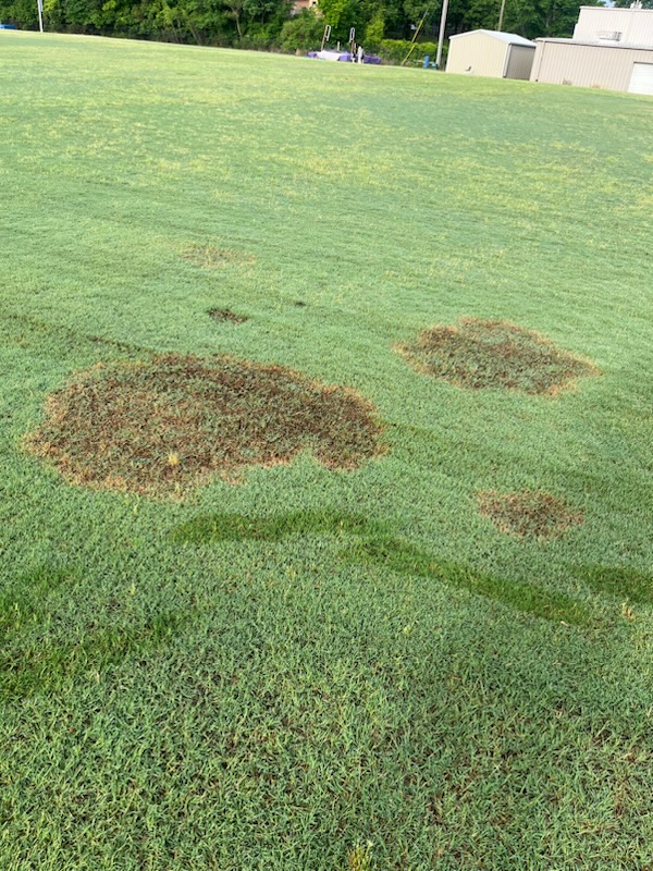 LoveUrLawn's tweet photo. Be on the lookout! Cooler nighttime temperatures are ideal conditions for disease activity.

Please give us a call if you spot any ☎️ 844-338-9312 https://t.co/IPyMcSyN9E
