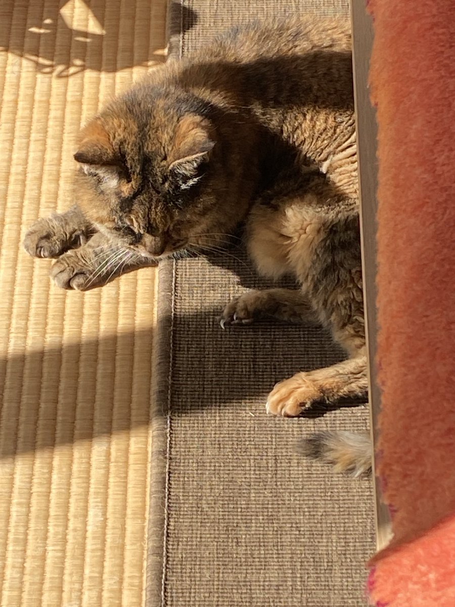 猫先輩 猫先輩 カード検索 ｜ Z/X - Zillions of enemy X - ゼクス公式